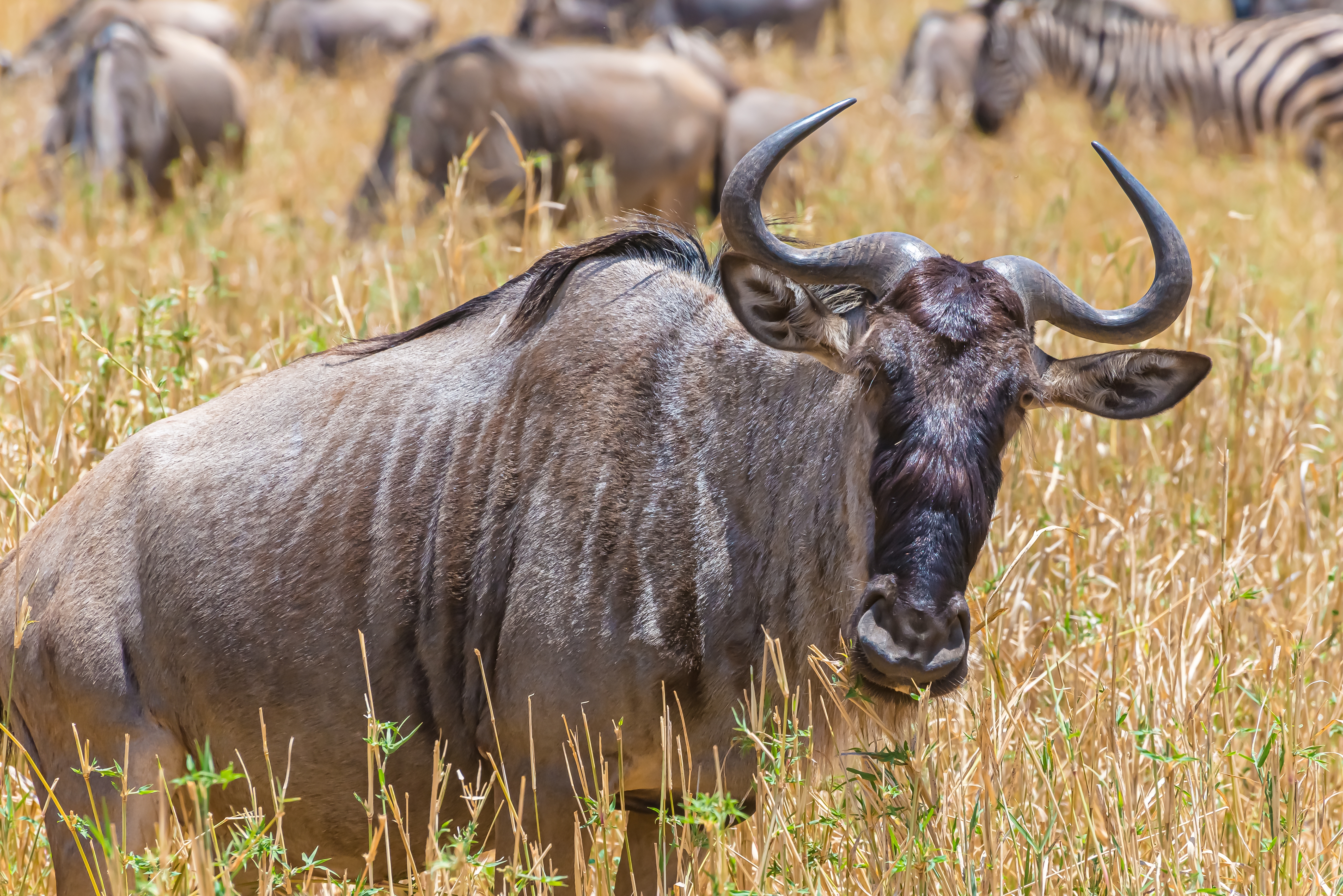 A beautiful shot of the African wildebeest on a grassy plain