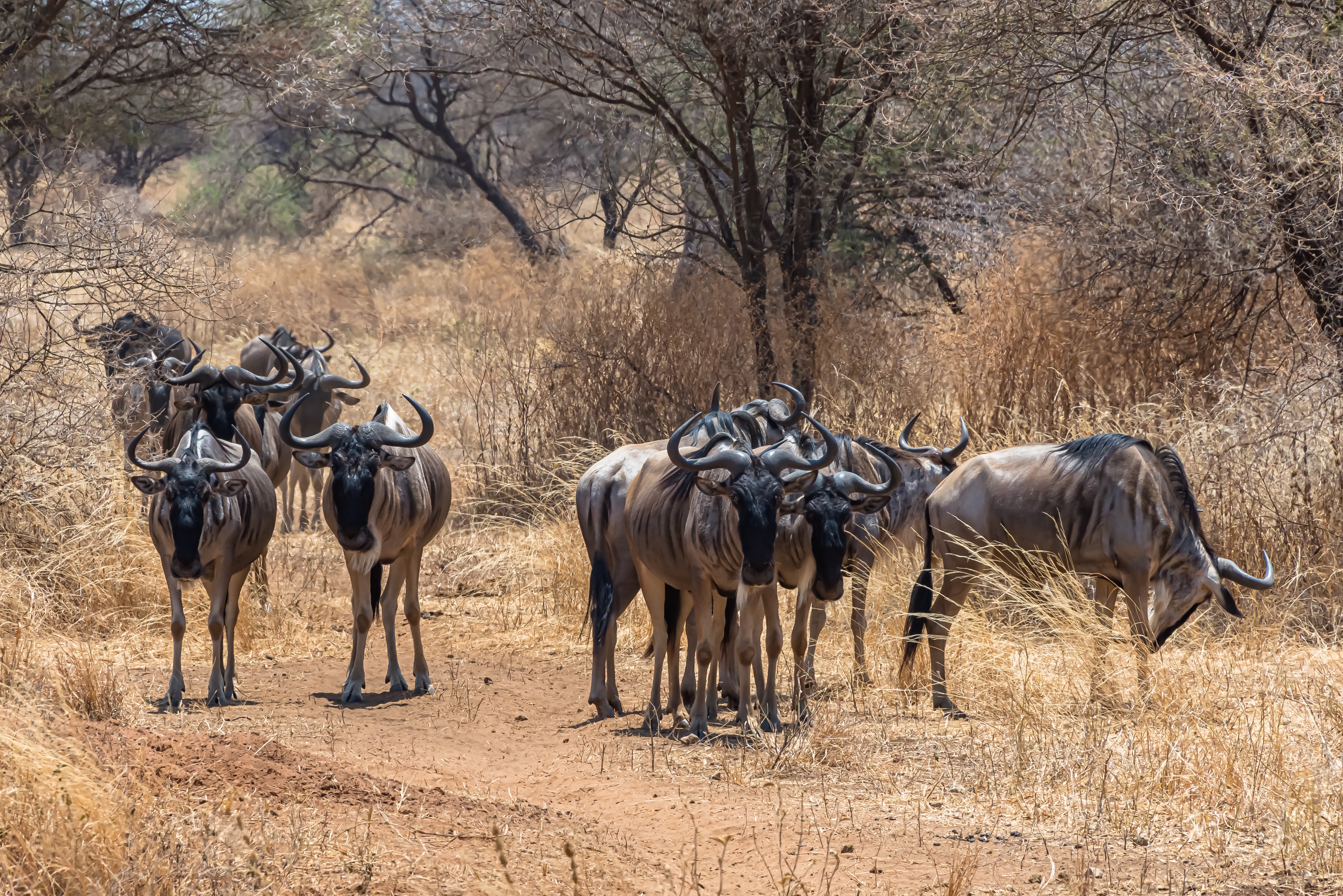 A beautiful shot of the group of African wildebeests on a grassy plain