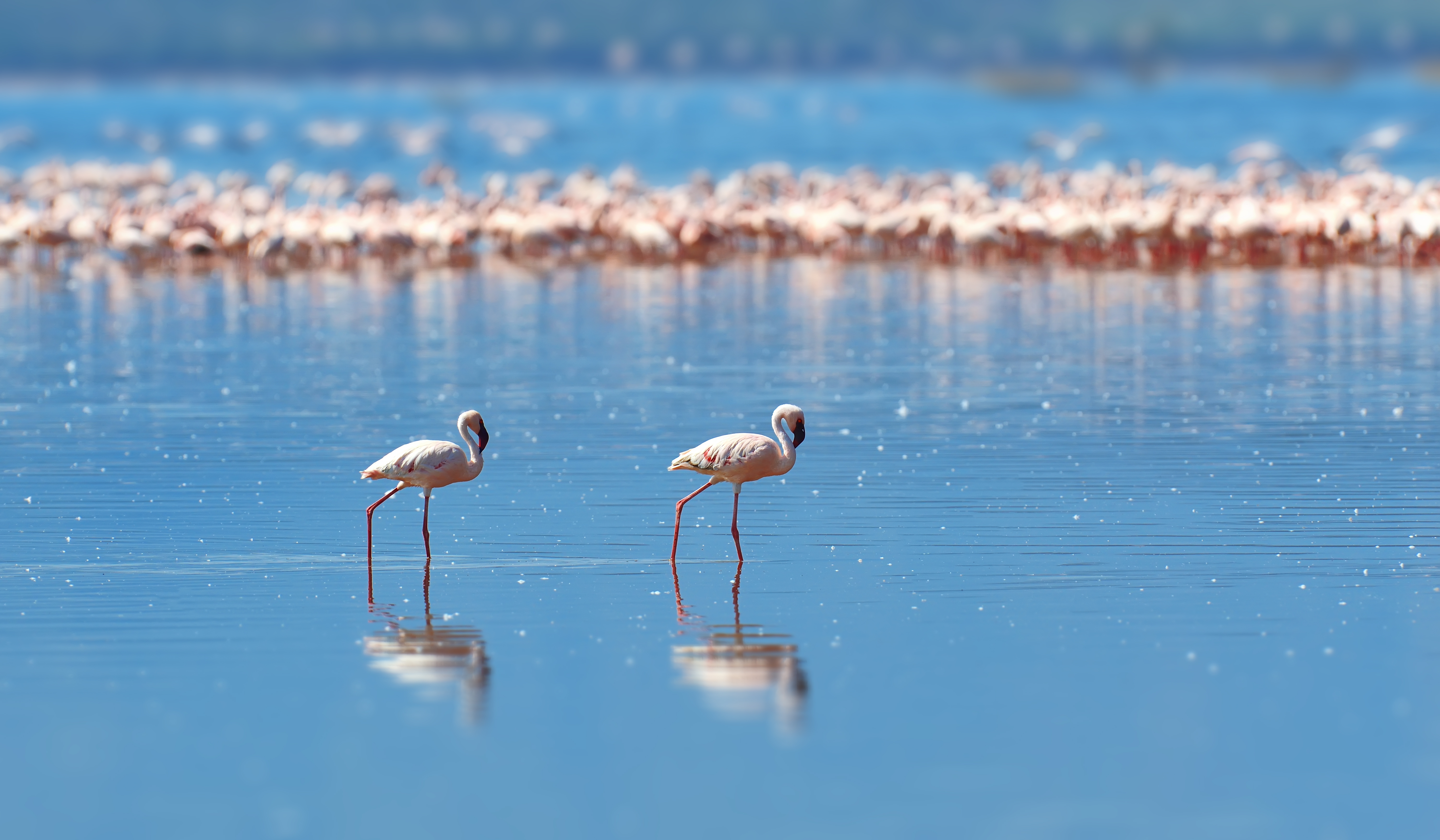 Flock of flamingos wading in the shallow lagoon water. Kenya, Africa