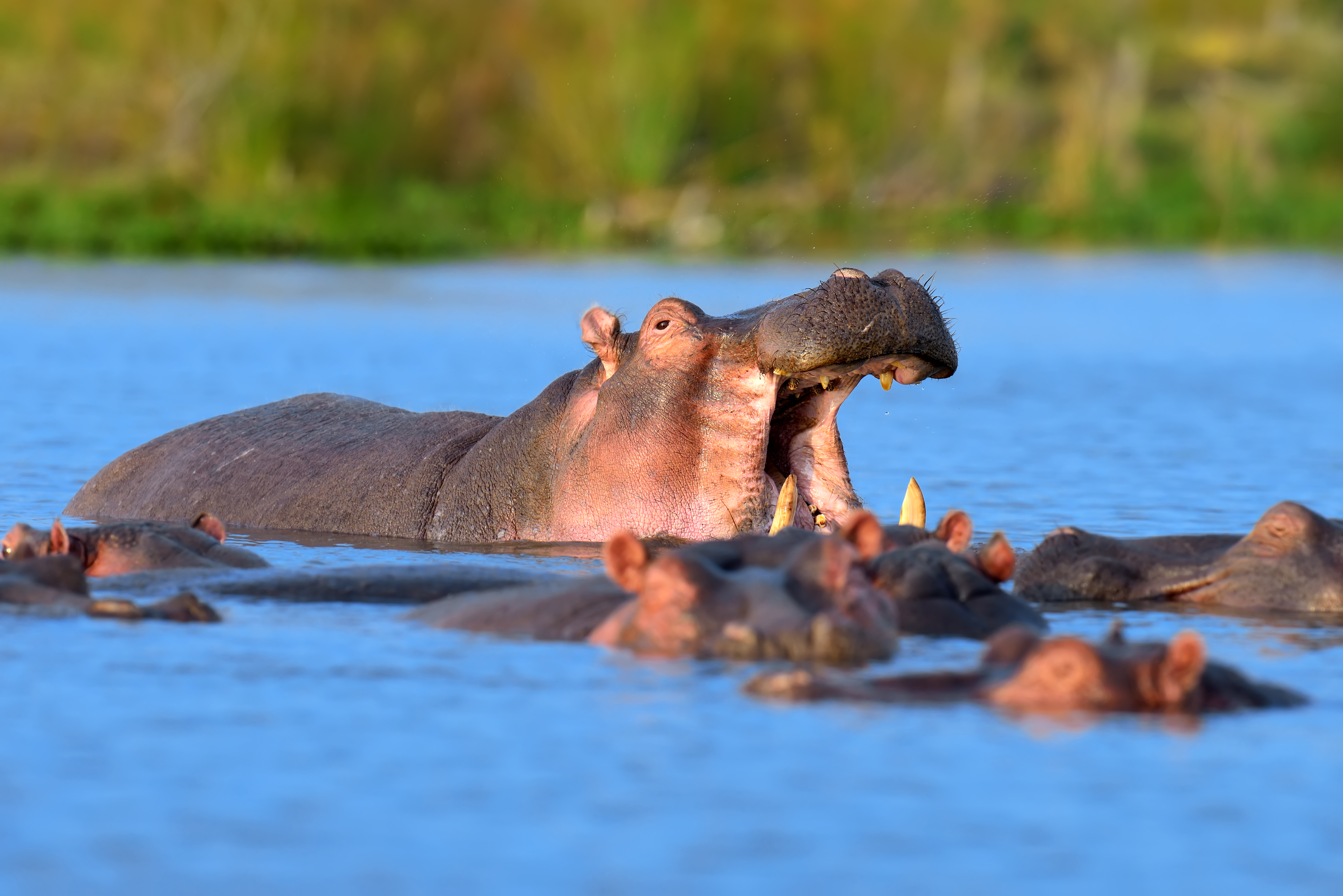 Hippo family (Hippopotamus amphibius) in the water, Africa